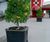 Scenic Metre Square - large plastic self-watering outdoor floor planter 3