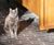 Staffordshire Blue Quarry Tiles - clay floor tiles for indoor & outdoor use 5