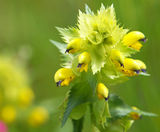 Yellow Rattle - biodiversity marvel - on this page