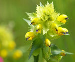 Yellow Rattle - biodiversity marvel