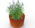 Patina Steel Bottomless Tube - weathered steel planter for root growth 1
