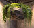 The Clach Collection of lightweight floor, wall & hanging planters 1