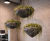 The Clach Collection of lightweight floor, wall & hanging planters 2