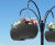 Orbea Hanging Basket - recycled plastic self-watering hanging planter 0
