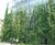 Jakob Green Wall System - stainless steel trellis for climbing plants 2