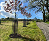 Circular, vertical bar tree guards - on this page