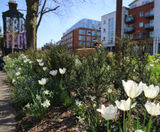 Urban Greening and Sustainable Drainage Systems: Free CPD - on this page