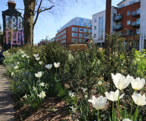 Urban Greening and Sustainable Drainage Systems: Free CPD