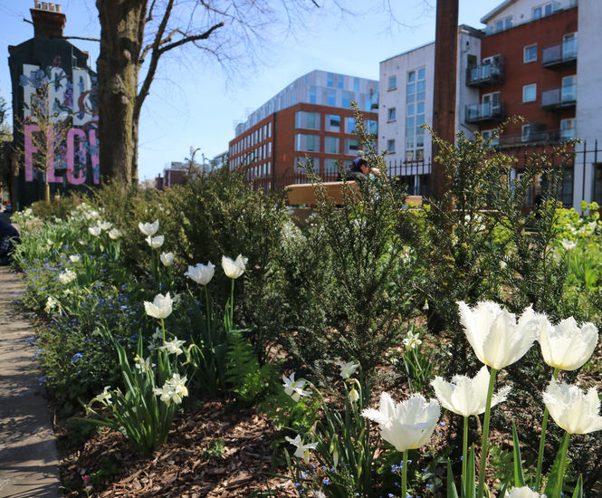 Urban Greening and Sustainable Drainage Systems: Free CPD