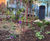 St John Street Rain Gardens and Pollinator Path 7