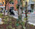 St John Street Rain Gardens and Pollinator Path 10