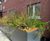 Southwark Residential Powder-Coated Steel SuDS Planters 14