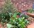 Southwark Residential Powder-Coated Steel SuDS Planters 15