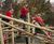 Pick Up Sticks 8 - stainless steel playground climbing frame for parks 2