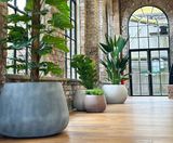 Divona fibreglass range of planters and vases - on this page