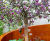 Microbes and Minds Garden, Alzheimer’s Society, Chelsea Flower Show 2026 4