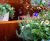 Microbes and Minds Garden, Alzheimer’s Society, Chelsea Flower Show 2026 2