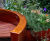 Microbes and Minds Garden, Alzheimer’s Society, Chelsea Flower Show 2026 7