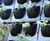 G-wall - modular living wall system 1