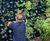 G-wall - modular living wall system 5