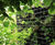 G-wall - modular living wall system 8