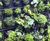 G-wall - modular living wall system 10