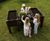 Wheelchair Access Raised Planter - recycled planter for wheelchair users 0