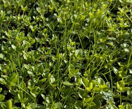 Clover Rich Lawn
