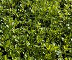 Clover Rich Lawn