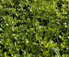 Clover Rich Lawn