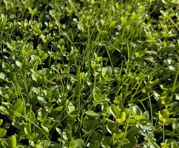 Clover Rich Lawn