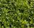 Clover Rich Lawn 0