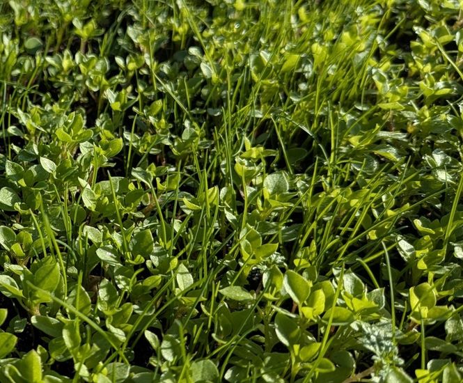 Clover Rich Lawn
