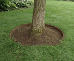 CORE TREE RING - landscape edging