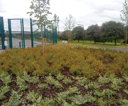Container grown shrubs