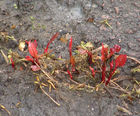 Japanese knotweed surveys, treatment and eradication