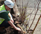Japanese knotweed control for home owners