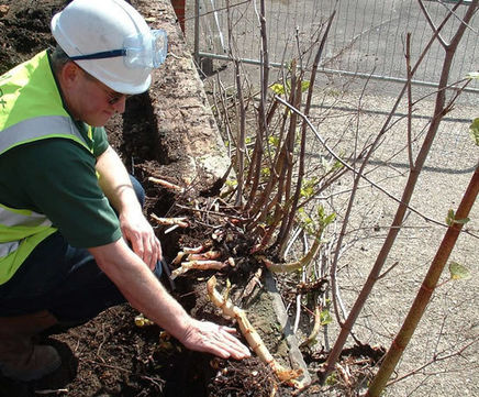 Japanese knotweed control for home owners