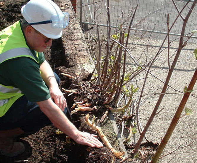 Japanese knotweed control for home owners Elcot Environmental