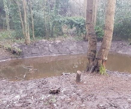 Pond restoration - Scadbury Park
