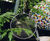 Globe stainless steel chair for Chelsea Flower Show garden 0