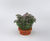 TOPHAT steel planter for shrubs and trees 5