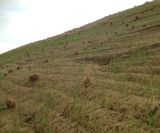 Covamat Fresh - pre-seeded soil erosion control blanket for slopes - on this page