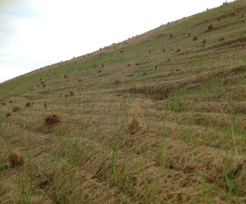 Covamat Fresh - pre-seeded soil erosion control blanket for slopes