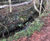 Vegetated wall system - Bonaly Burn, Edinburgh 3