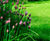 Greenfix grass seed mixtures 3