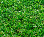 Greenfix grass seed mixtures