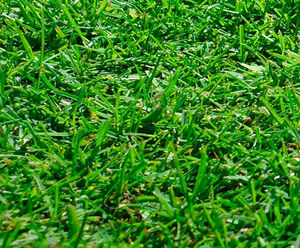 Greenfix grass seed mixtures