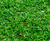 Greenfix grass seed mixtures 0