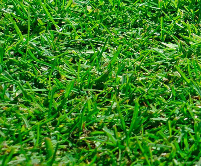Greenfix grass seed mixtures